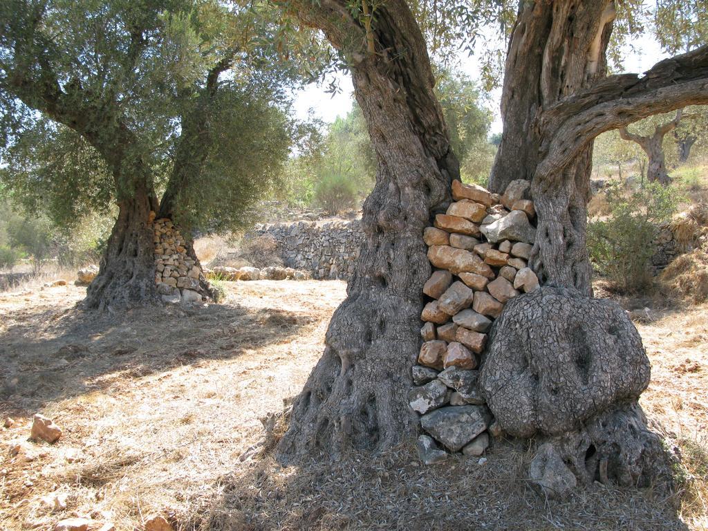 The Nest - A Romantic Vacation Home In Ein Kerem - Yerusalem Bagian luar foto